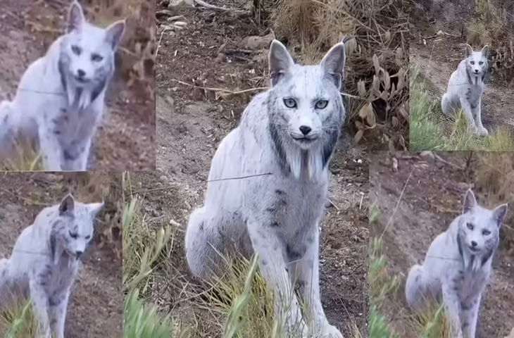 'रंग सफेद, भूरी आंखे और...' पहली बार कैमरे में कैद हुआ ये अनोखा जीव, जिसने देखा ये videos उसके उड़ गए होश 