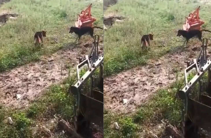 घर में घुसे कोबरा सांप से भिड़ गया जर्मन शेफर्ड, जबरदस्त लड़ाई में दोनों की मौत