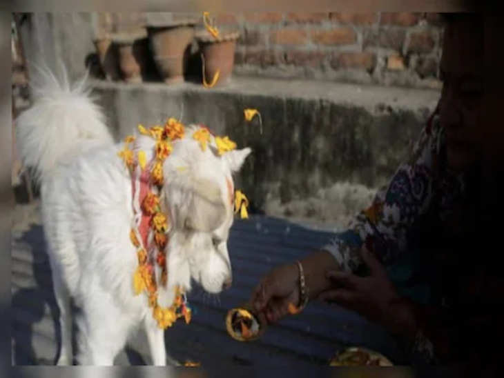 इधर दिवाली पर खुलती है कुत्तों की किस्मत, फूलों की माला पहनकर दी जाती है दावत!