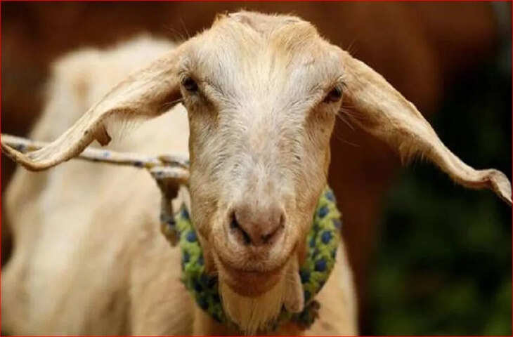 पटना सिटी में मासूम की हत्या का सनसनीखेज खुलासा, कंबल में मिले बकरी के बालों से आरोपी तक पहुंची पुलिस