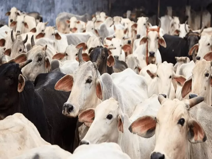 सुप्रीम कोर्ट ने मद्रास हाईकोर्ट के आदेश पर लगाई रोक, तमिलनाडु में गाय-बछड़ों के वध संबंधी निर्देश पर फिलहाल राहत