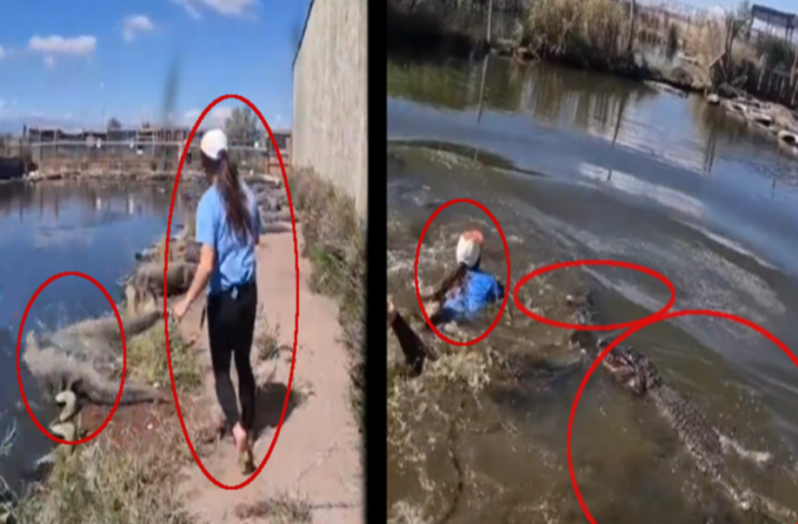 खतरनाक मगरमच्छों के बीच लड़की ने लगा दी छलांग, फिर जो हुआ देखकर खुली रह जाएंगी आंखें