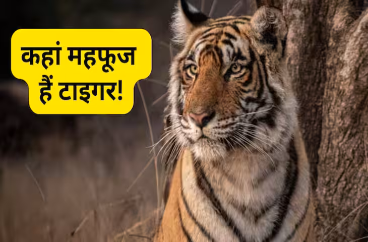 International Tiger Day 2026: बाघ संरक्षण में भारत बना चैम्पियन, दुनिया के करीब 70% टाइगर का घर है देश