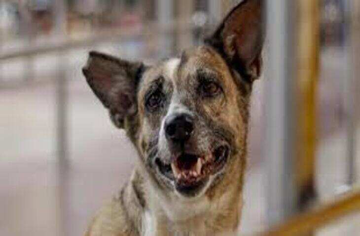 शहर में कुत्तों का आतंक: रविवार को किशोर पर हमला, अस्पताल आंकड़ों से खुलासा औसतन रोज दो लोग शिकार