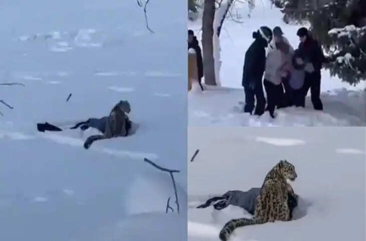  तेंदुए को देख गाड़ी से उतरकर वीडियो बनाने लगी महिला, फिर जो हुआ देख सहम गए लोग