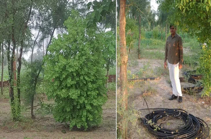 उदयपुर: 10 हजार चंदन पौधों के प्रोजेक्ट को लेकर वन मंत्री का दौरा, वीडियो में देखें &lsquo;चंदन वन&rsquo; विकास योजना पर दिया जोर