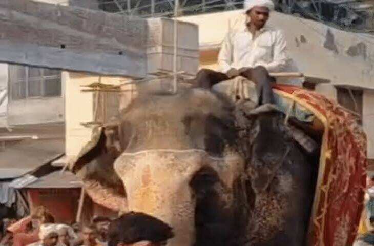 महिला की अंतिम यात्रा में साथ चले दो पालतू हाथी: संभल में 12 गांव से डेढ़ हजार लोग पहुंचे, बेटा बोला- दोनों गुमसुम हैं
