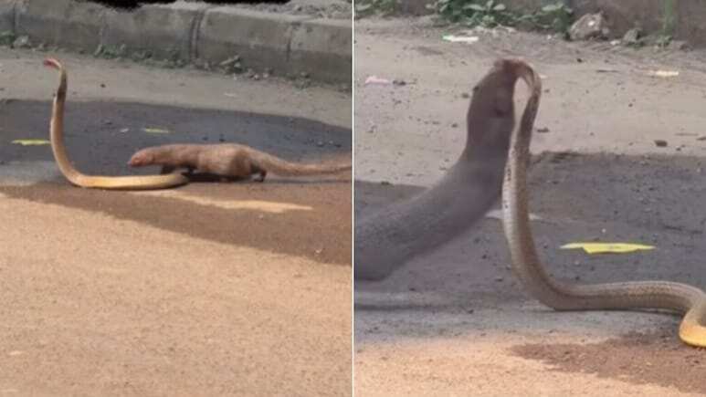 फन फैलाए कोबरा पर पीछे से टूट पड़ा नेवला, दबोचकर कई बार पटका, फिर जो हुआ, खतरनाक फाइट बनी सबसे थ्रिलिंग रील