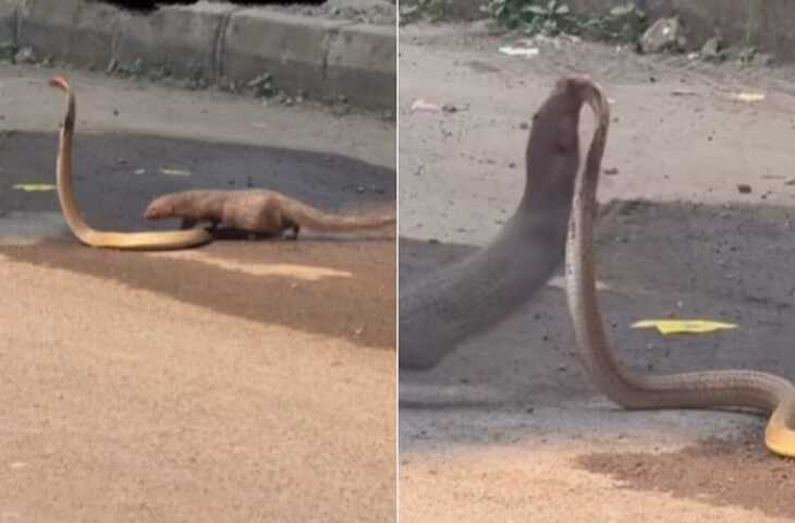 फन फैलाए कोबरा पर पीछे से टूट पड़ा नेवला, दबोचकर कई बार पटका, फिर जो हुआ, खतरनाक फाइट बनी सबसे थ्रिलिंग रील