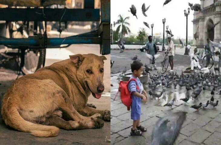 कुत्तों के बाद कबूतरों पर भी लगेगी पाबंदी! खुले में दाना देना अब होगा गैरकानूनी, स्वास्थ्य विभाग ने जारी किया चेतावनी पत्र​​​​​​​