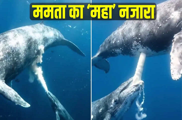 समंदर में दिखी व्हेल की अनोखी ममता! बेबी फिश को दूध पिलाने का वीडियो वायरल, देखकर लोग रह गए हैरान