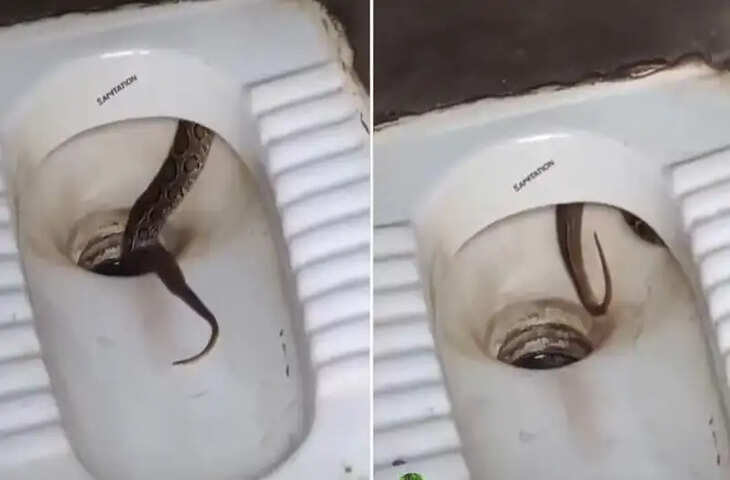 &nbsp;टॉयलेट जाने से पहले हो जाएं सावधान, ऐसी जगह छिपकर बैठा था सांप, देखकर कांप उठेगी आत्मा