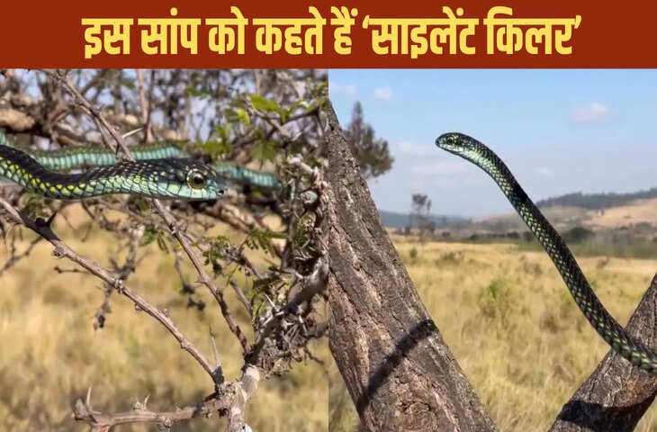 ये है अफ्रीका का सबसे जहरीला सांप, धीमा जहर पर मौत पक्की, देखें वीडियो