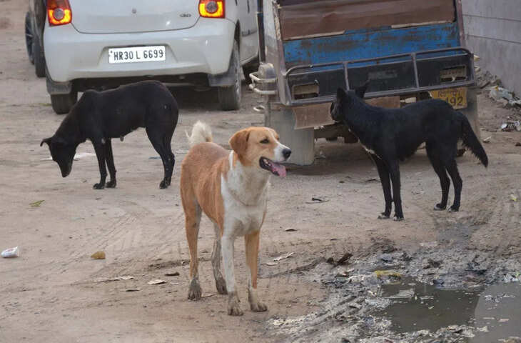 नगर परिषद और जिला प्रशासन से दो सप्ताह में जवाब तलब, चार सप्ताह बाद फिर होगी सुनवाई