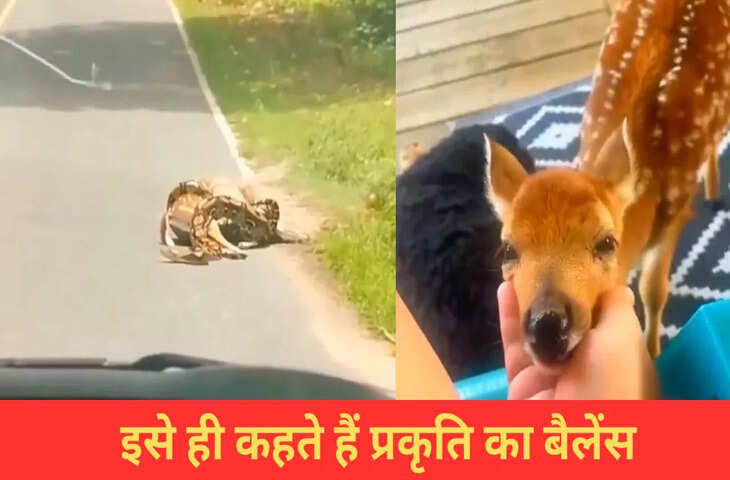 &nbsp;अजगर ने हिरण का किया शिकार, उसके बाद जो हुआ&hellip;देख खुश हो जाएगा दिल