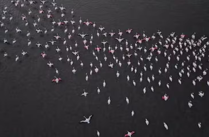 Rajasthan के माही बांध में राजहंस का मेला, साढ़े पांच हजार से ज्यादा राजहंसों ने बढ़ाई रौनक