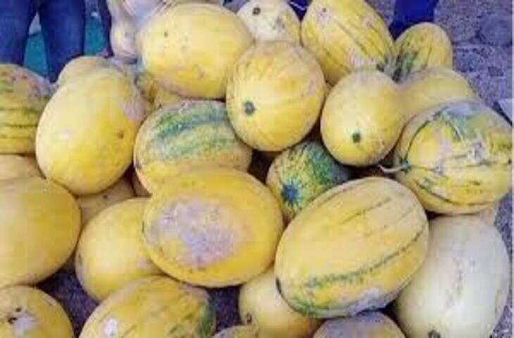 राजस्थान के किसान ने बदली किस्मत, मीठे खरबूजे और पीले तरबूज की खेती से लाखों की कमाई