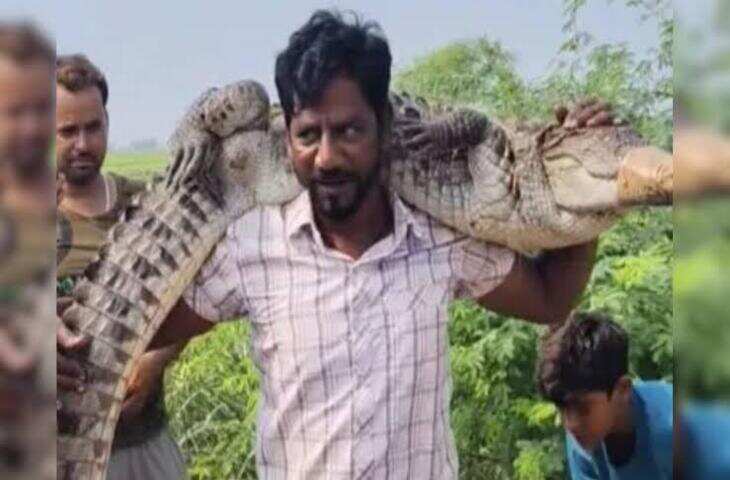 कोटा में गांव में घुसा मगरमच्छ, समाजसेवी ने कंधे पर उठाकर किया रेस्क्यू; चंबल नदी में छोड़ा