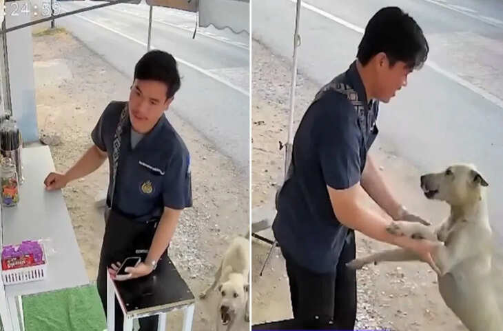 थाईलैंड में भावुक कर देने वाला वीडियो: बिछड़े कुत्ते और मालिक की अनोखी मुलाकात