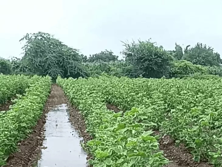 खरगोन में बारिश का ब्रेक, फसलों पर मंडराया संकट; कपास और सोयाबीन में घट रही नमी