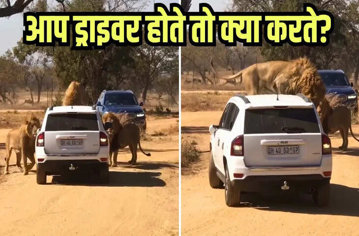 गए थे सफारी का लुत्फ उठाने, शेर चढ़ गया गाड़ी के ऊपर, देखिए फिर क्या हुआ, Viral Video