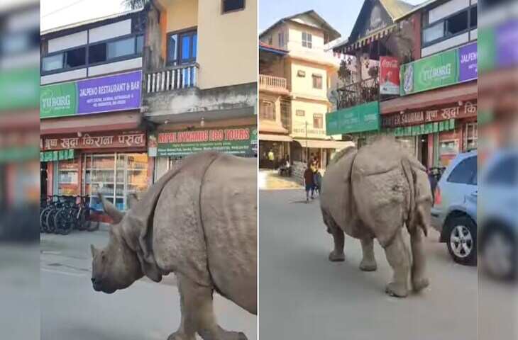 Viral Video: नेपाल में सड़क पर टहलते हुए विदेशी शख्स के सामने आया गैंडा, टूरिस्ट सहमा हुआ नजर आया