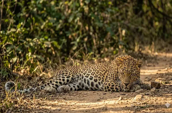 NH-8 फोरलेन किनारे मादा तेंदुए का शव मिलने से सनसनी, वन विभाग में मचा हड़कंप