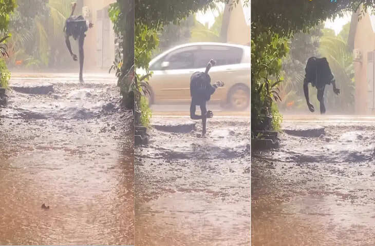VIRAL VIDEO: इंसान है या बंदर? बारिश में युवक ने दिखाए ऐसे हैरतअंगेज करतब कि देखकर लोग रह गए दंग​​​​​​​