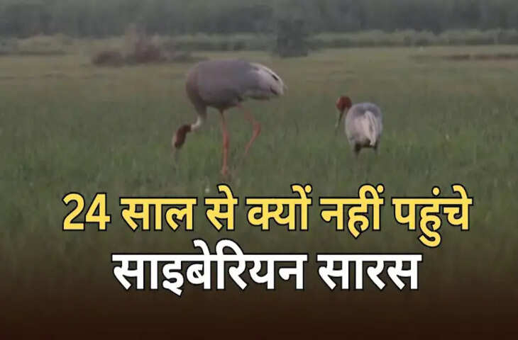 राजस्थान के भरतपुर में केवलदेव नेशनल पार्क को पक्षियों का स्वर्ग कहा जाता है। साइबेरियन क्रेन इस जगह पर अक्सर आते थे। हालांकि, इस स्वर्ग में साइबेरियन क्रेन 24-25 सालों से नहीं दिखे हैं। कहा जाता है कि 2001 में यहां क्रेन का एक जोड़ा देखा गया था। लेकिन शायद केवलदेव पार्क में साइबेरियन क्रेन ने अपना रास्ता बदल लिया है। हालांकि, क्रेन के रास्ता बदलने की एक अहम वजह है, जिसकी वजह से वे अब यहां नहीं आते हैं।  साइबेरियन क्रेन के भारत न पहुंचने का सबसे बड़ा कारण पाकिस्तान और अफगानिस्तान में उनका शिकार होना है। उनके रास्ते में पड़ने वाले देशों पाकिस्तान और अफगानिस्तान में उनका बड़े पैमाने पर शिकार किया गया। इस वजह से क्रेन ने अपना रास्ता बदल लिया और अब भारत को भूलकर चीन की तरफ चले गए। शिकार की वजह से उन्होंने अपना रास्ता बदल लिया और चीन की तरफ जाने लगे।  भरतपुर में क्रेन और टूरिस्ट दोनों पहुंचते थे।  पहले ये पक्षी साइबेरिया से कई देशों का सफर करके भरतपुर पहुंचते थे। यहां का मौसम अच्छा था और खाना भी खूब मिलता था, जिसकी वजह से हर साल बड़ी संख्या में क्रेन आते थे। पक्षी प्रेमी और टूरिस्ट भी खास तौर पर इन्हें देखने के लिए यहां आते थे। लेकिन अब सब कुछ बदल गया है।  खाने और मनोरंजन के लिए शिकार केवलादेव नेशनल पार्क के गाइड के.जी. लवानिया ने बताया कि 2001 में साइबेरियन क्रेन का एक जोड़ा देखा गया था। उसके बाद 24-25 साल तक केवलादेव नेशनल पार्क में साइबेरियन क्रेन नहीं दिखे। इनके न दिखने का मुख्य कारण यह है कि साइबेरियन क्रेन साइबेरिया से उड़कर रूस, कजाकिस्तान, उज्बेकिस्तान, ईरान, अफगानिस्तान और पाकिस्तान होते हुए भरतपुर पहुंचते थे। लेकिन, खाने और मनोरंजन के लिए पाकिस्तान और अफगानिस्तान में शिकार शुरू हो गया, जिससे उन्होंने अपना रास्ता बदल लिया।  साइबेरियन क्रेन की तीन पॉपुलेशन हैं। पहली सेंट्रल पॉपुलेशन, दूसरी वेस्टर्न पॉपुलेशन और तीसरी ईस्टर्न पॉपुलेशन। इनमें से सेंट्रल पॉपुलेशन पहले भरतपुर आती थी। इस वजह से सेंट्रल पॉपुलेशन की संख्या हर साल कम होती जा रही है। अब, लगभग 5,000 ही बचे हैं। ये पक्षी ज़मीन से 30,000 फ़ीट (लगभग 1,000 मीटर) ऊपर उड़ते हैं. इनकी उड़ने की रफ़्तार 40 किलोमीटर प्रति घंटा होती है. इसलिए, ये पक्षी लगभग एक महीने में यहाँ आएँगे और लगभग तीन महीने तक यहीं रहेंगे.