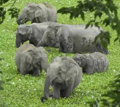 Assam में जंगली हाथियों ने गांव पर हमला कर घर, फसलों को किया नष्ट !
