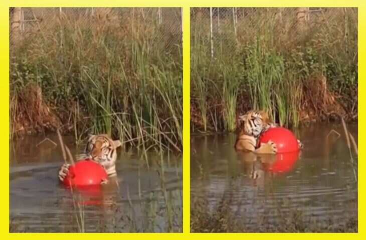 पानी में पूल पार्टी करते दिखा जंगल का सबसे खूंखार शिकारी, Viral VIDEO देखकर आपको भी आ जाएगा मजा&nbsp;