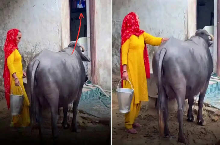 &lsquo;नो सीरियल, नो मिल्क!&rsquo; टीवी नहीं देखा तो दूध देना बंद कर देती है भैंस, अनोखा वीडियो हुआ वायरल