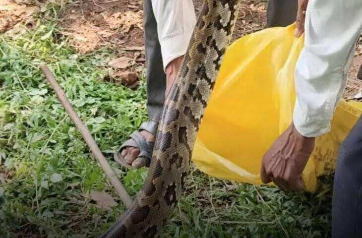 शिवपुरी के बदरवास गांव में खेत में मिला विशाल अजगर, ग्रामीणों ने किया रेस्क्यू