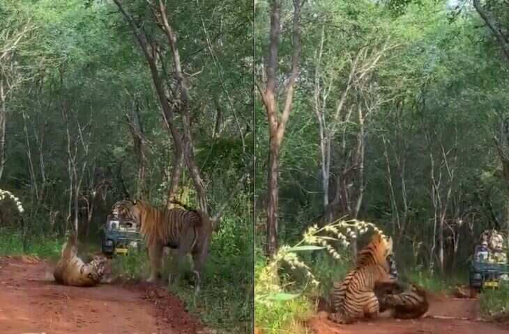 रणथंभौर में जंगल की सत्ता को लेकर भिडी मां-बेटी, टेरिटोरियल फाइट में दोनों बाघिनें घायल, देख काँपे पर्यटक&nbsp;