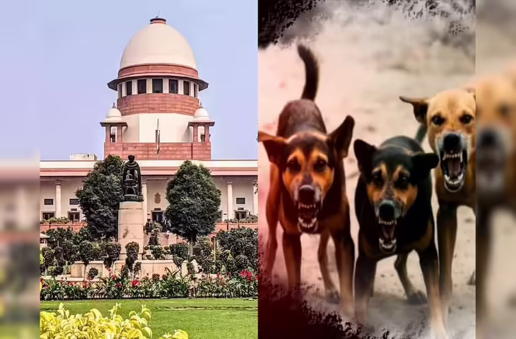 आवारा कुत्तों के मामले में SC की सख्त टिप्पणी, कहा- 'खतरनाक और बीमार कुत्तों को मारने...'