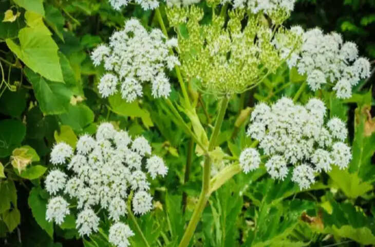 इस पौधे से बचकर रहना, कोबरा से भी ज्यादा जहरीला, छूने मात्र से जा सकती है जान