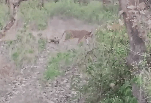 Alwar के सरिस्का में बढ़ा बाघों का कुनबा, पहली बार शावकों के साथ दिखी एसटी 30 बाघिन