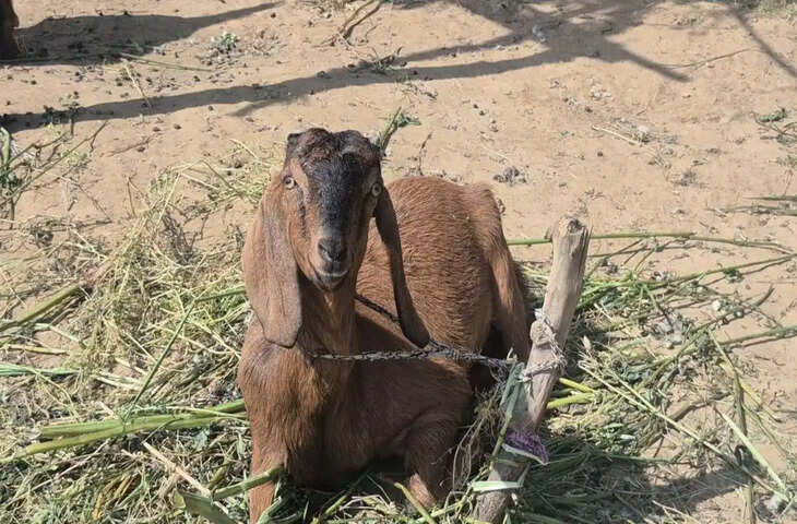 बेजुबान से रूह का रिश्ता! 20 साल की बकरी &lsquo;कटोरी&rsquo; की मौत पर किसान ने छपवाए कार्ड, 600 लोगों को कराया 13वीं का भोज