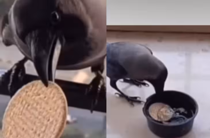 कौए की अनोखी समझदारी ने जीता दिल! पानी में बिस्किट भिगोकर खाता दिखा, Video वायरल