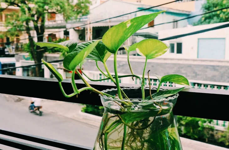 Main Door Money Plant Vastu: मुख्य द्वार पर मनी प्लांट लगाने से पहले जान लें ये 4 बड़ी गलतियां