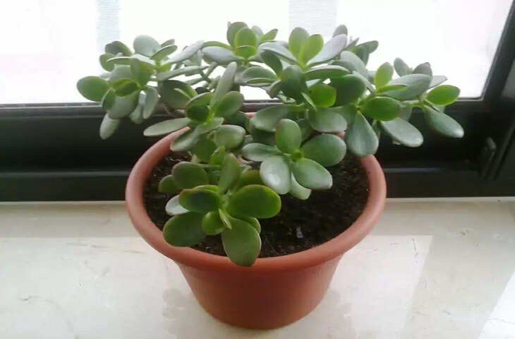 vastu tups crassula plant to attract money vastu tips for staying money in hand &nbsp;