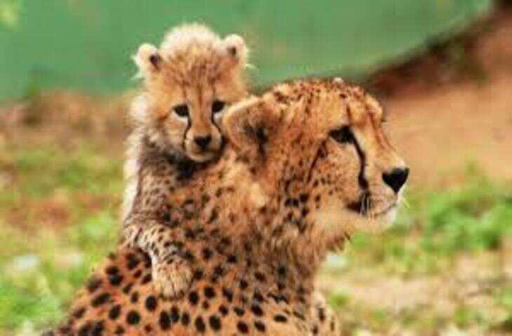राजस्थान और मध्यप्रदेश मिलकर तैयार कर रहे विशेष चीतों का कॉरिडोर, प्रदेश में वाइल्ड लाइफ टूरिज्म में आएगा बड़ा बूम