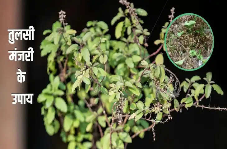 घर में बस इस जगह रख दें तुलसी की सूखी मंजरी, फिर देखें चमत्कार, मां लक्ष्मी की बरसेगी असीम कृपा