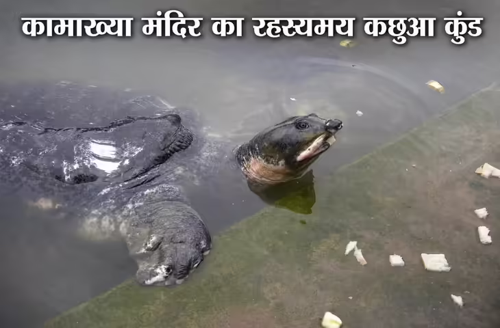 Kamakhya Temple: कामाख्या मंदिर का कछुआ कुंड क्यों है इतना खास? 200-300 साल पुराने कछुओं से जुड़ी है अनोखी मान्यता