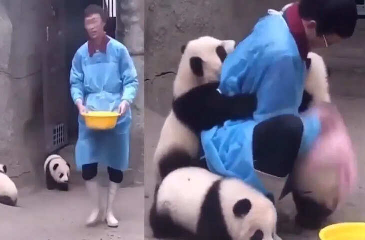 ऐसे होती है क्यूट पांडा की देखभाल, VIDEO ने जीत लिया दिल, लोग बोले- फ्री में भी कर लेंगे ये नौकरी