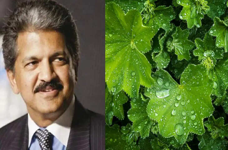 बारिश के बाद मिट्टी की सौंधी खुशबू का वैज्ञानिक नाम &lsquo;पेट्रिकोर&rsquo;, आनंद महिंद्रा की पोस्ट से चर्चा में आया शब्द