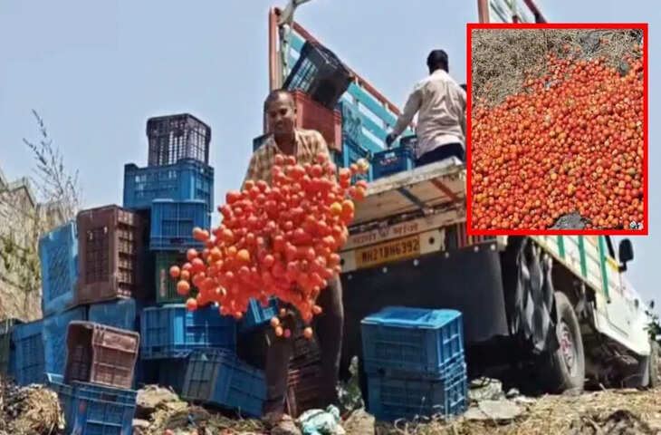 जालना में टमाटर किसानों का संकट गहराया, कम दामों से नाराज किसान ने फसल सड़क पर फेंकी