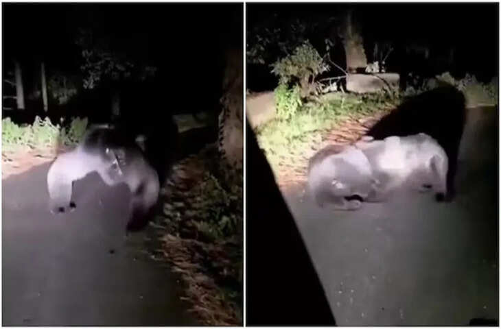 Viral Video: सुनसान सड़क बनी भालुओं का अखाड़ा, बीच रास्ते हुए जबरदस्त मुकाबले ने उड़ाए होश