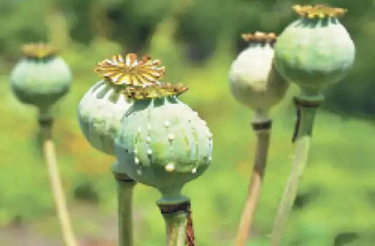 Bhilwara अफीम उत्पादन का नाप पूरा, भीलवाड़ा व चित्ताैड़गढ़ जिले की 6 तहसीलों के 577.36 हैक्टेयर में की बुआई