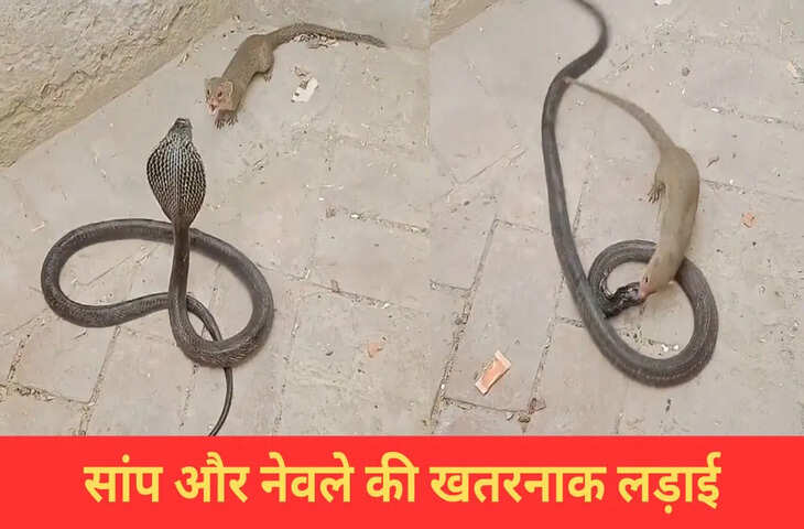 नेवले ने छेड़ा तो भड़क गया सांप, फिर देखिए क्या हुआ…हैरान कर देगा VIDEO